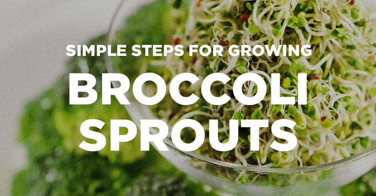 glutathione broccoli sprouts Brocco-Glutathione, Natures Answer  Natural Healthy Concepts Simple Steps for Growing Broccoli
