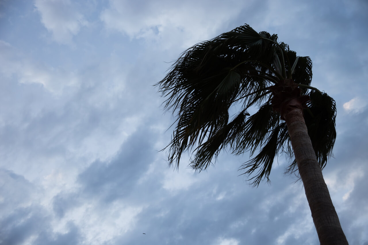 Photo of palm tree in the wind