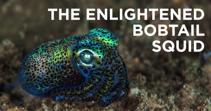 An Important Lesson from The Hawaiian Bobtail Squid