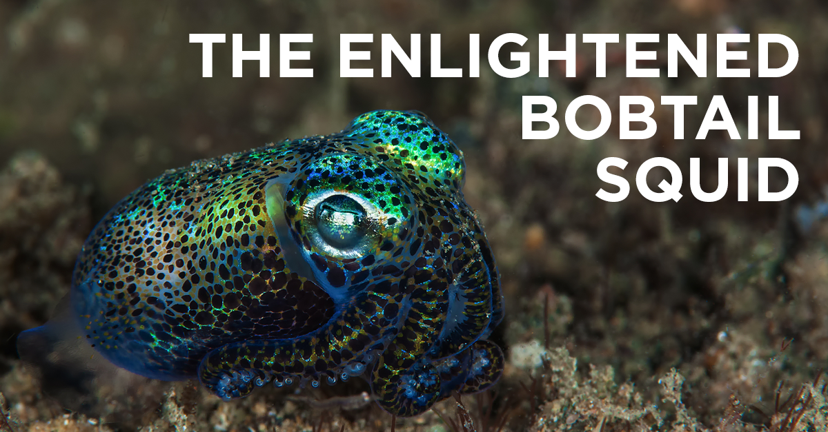 An Important Lesson from The Hawaiian Bobtail Squid David Perlmutter M.D.