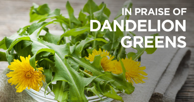 Why You Should Pick Dandelion Greens