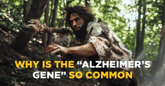 Why is the “Alzheimer’s Gene” So Common?
