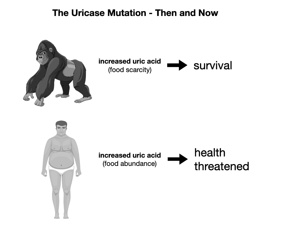 The Uricase Mutation: Then to Now.

From scarcity to abundance.