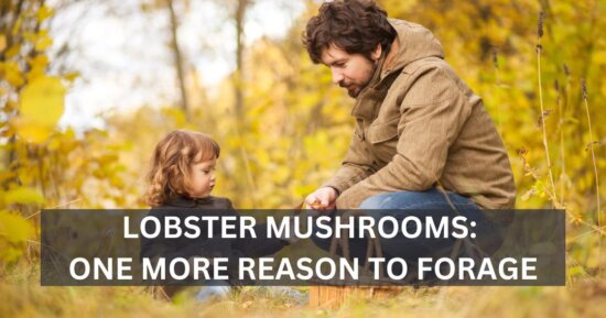 Lobster Mushrooms: One More Reason to Forage