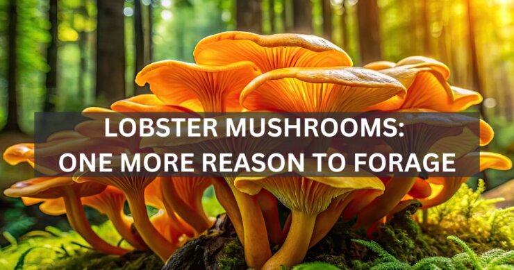 Lobster Mushrooms: One More Reason to Forage