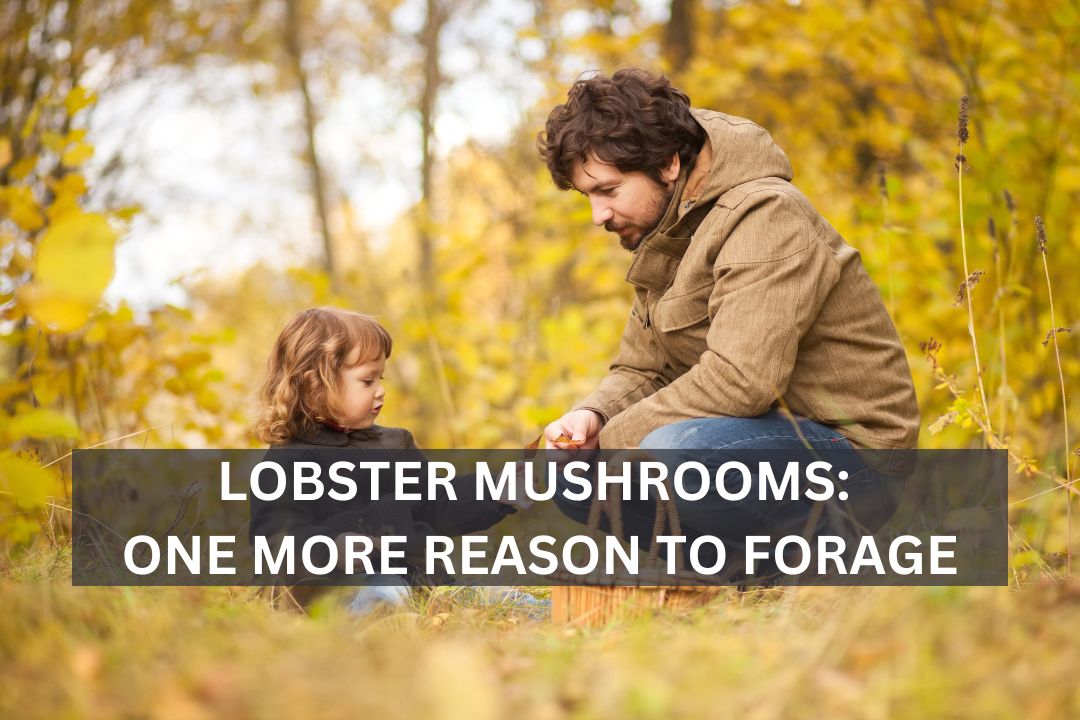 Lobster Mushrooms