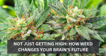 Not Just Getting High: How Weed Changes Your Brain’s Future