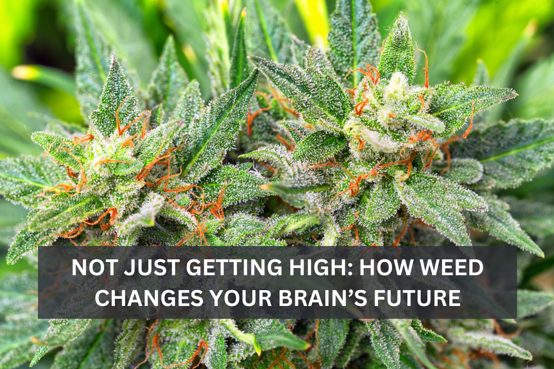 Permlutter Not Just Getting High: How Weed Changes Your Brain’s Future - David ...