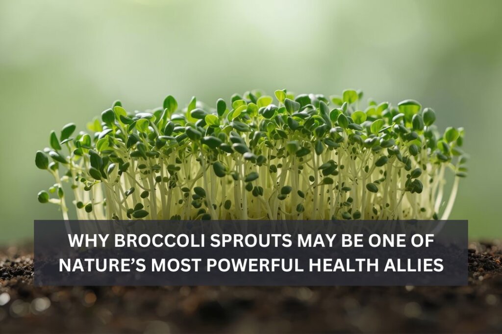 Why Broccoli Sprouts May Be One of Nature’s Most Powerful Health Allies